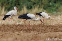 Ciconia ciconia