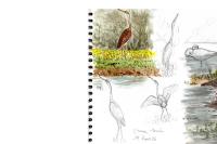 Ardea purpurea