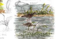 Tringa erythropus