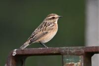 Saxicola rubetra