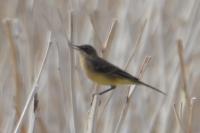 Motacilla flava