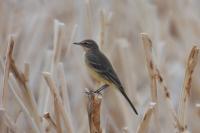 Motacilla flava