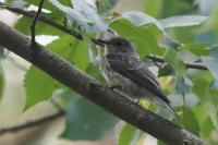Muscicapa striata