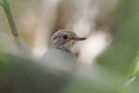 Muscicapa striata