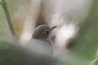Muscicapa striata