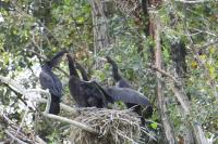 Phalacrocorax carbo