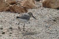 Calidris alpina