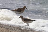 Calidris ferruginea