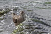 Calidris ferruginea