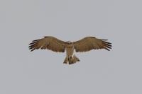 Circaetus gallicus