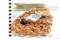 Fulica atra