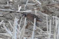 Colinus virginianus