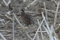 Colinus virginianus