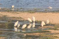 Bubulcus ibis