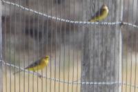 Motacilla flava flavissima