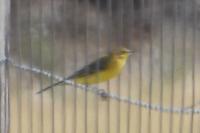 Motacilla flava flavissima