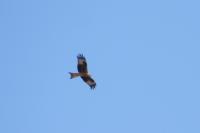Milvus milvus