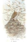 Tyto alba