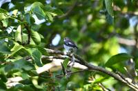Ficedula hypoleuca