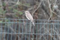 Muscicapa striata