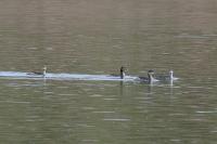 Podiceps nigricollis