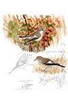 Ficedula hypoleuca