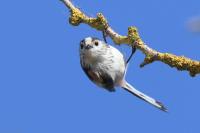 Aegithalos caudatus
