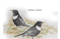 Turdus torquatus