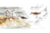 Calidris minuta