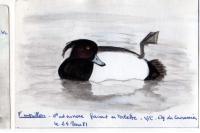 Aythya fuligula