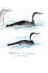 Gavia stellata