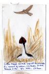 Podiceps cristatus