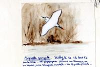 Egretta garzetta