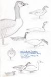 Branta canadensis
