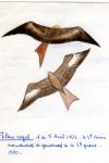 Milvus milvus