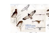 Circaetus gallicus