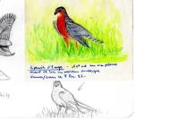 Accipiter nisus