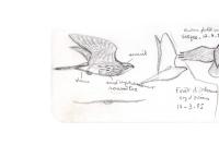 Accipiter gentilis