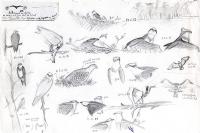 Pandion haliaetus