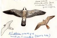 Falco peregrinus