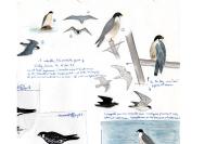 Falco peregrinus