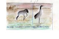 Grus grus