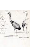 Grus grus