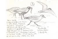 Pluvialis apricaria