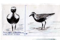 Pluvialis squatarola