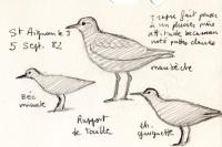 Calidris canutus