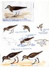 Calidris temminckii