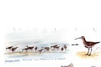 Calidris ferruginea