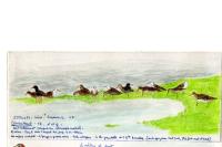 Calidris pugnax