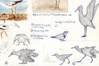 Calidris pugnax